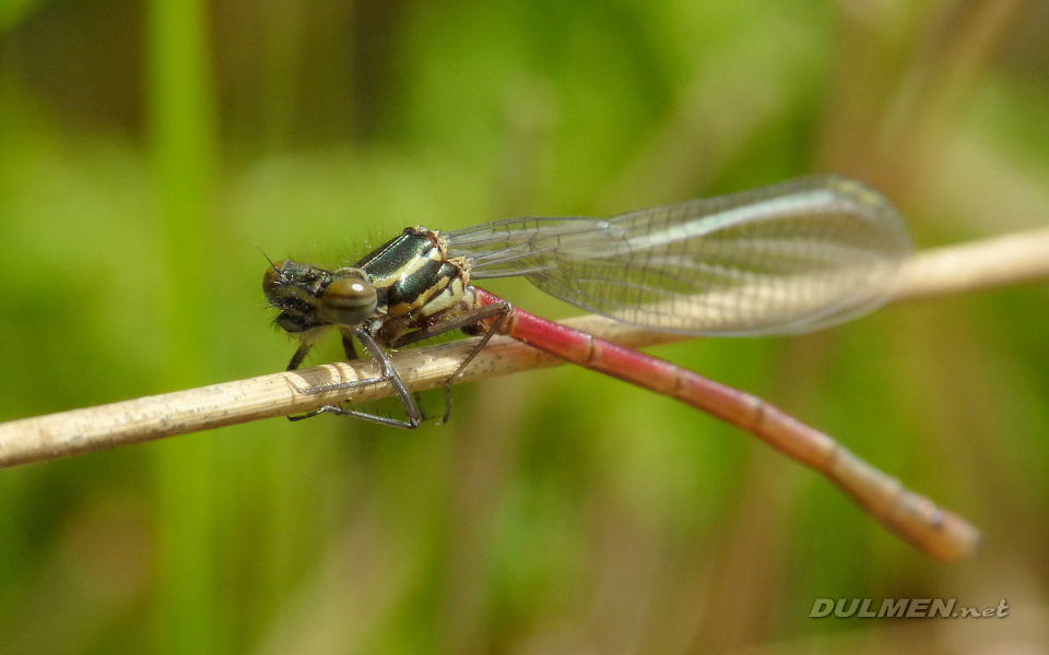 Large Red Damsel (Pyrrhosoma nymphula)